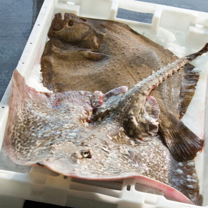 turbot, raie, poisson frais, vente, criée