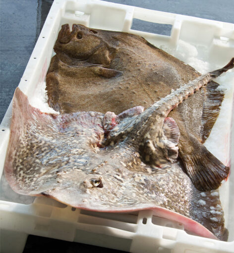 LOGISTIQUE-MAREYEUR-1-AUVERGNE MARÉE turbot, raie, poisson frais, vente, criée